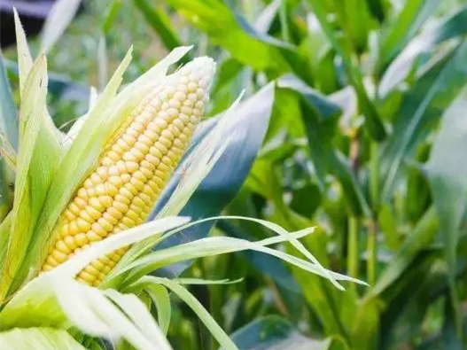 感恩農(nóng)民，珍惜糧食