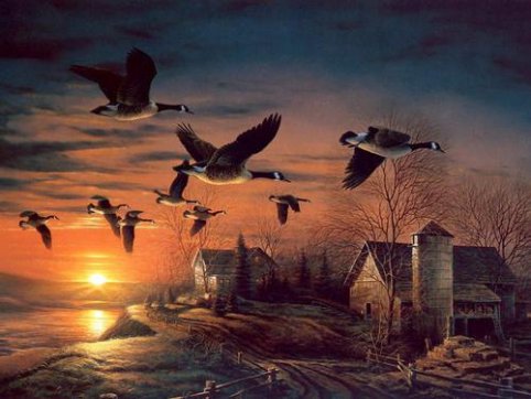 讀《飛鳥集》有感