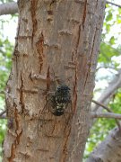 居高聲自遠(yuǎn)，非是借秋風(fēng)