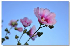 現(xiàn)實(shí)中的“灰姑娘”——“一不小心成了老板”