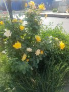 五月，你好