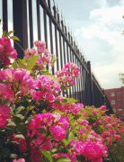 “雙魯”遍地五月花