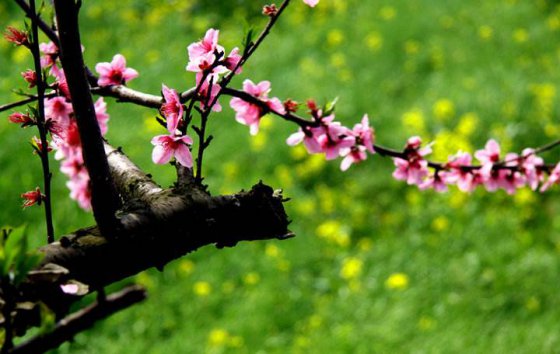 新冠疫情之我見